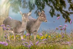 Junge Rehe auf der Frühlinswiese.