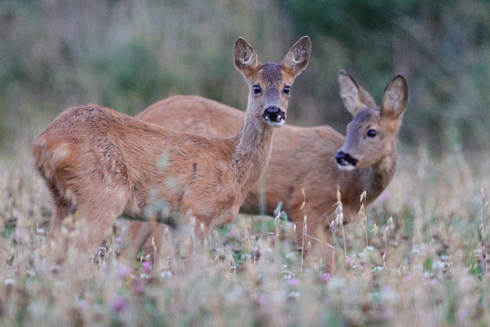 Junge Rehe