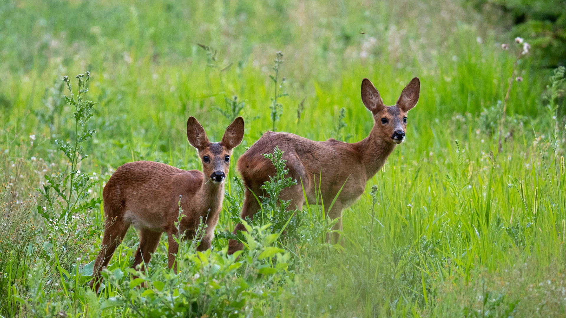 junge Rehe nach heißem Sommertag 