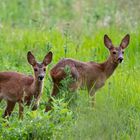 junge Rehe nach heißem Sommertag 