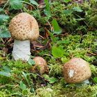 Junge Riesenchampignons