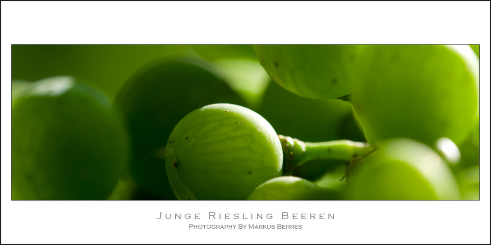 Junge Riesling Beeren