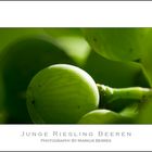 Junge Riesling Beeren