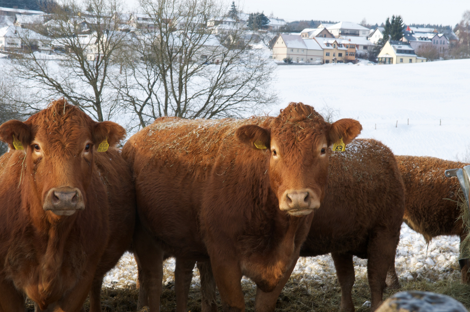 junge Rinder am 1. Weihnachtstag