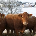 junge Rinder am 1. Weihnachtstag