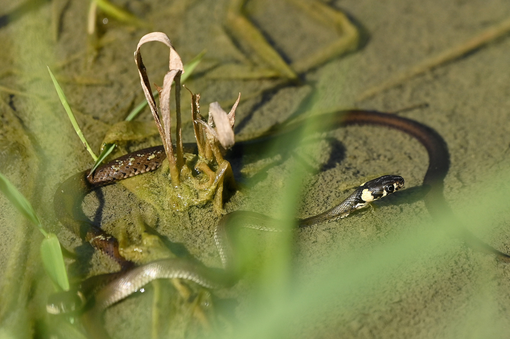 Junge Ringelnatter auf Fischfang in den Lechauen