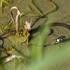 Junge Ringelnatter auf Fischfang in den Lechauen