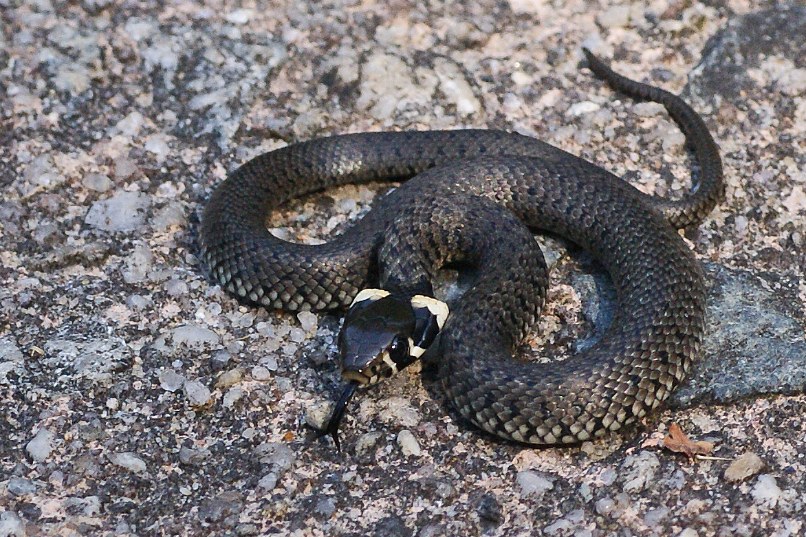 Junge Ringelnatter Foto & Bild tiere, wildlife, amphibien & reptilien