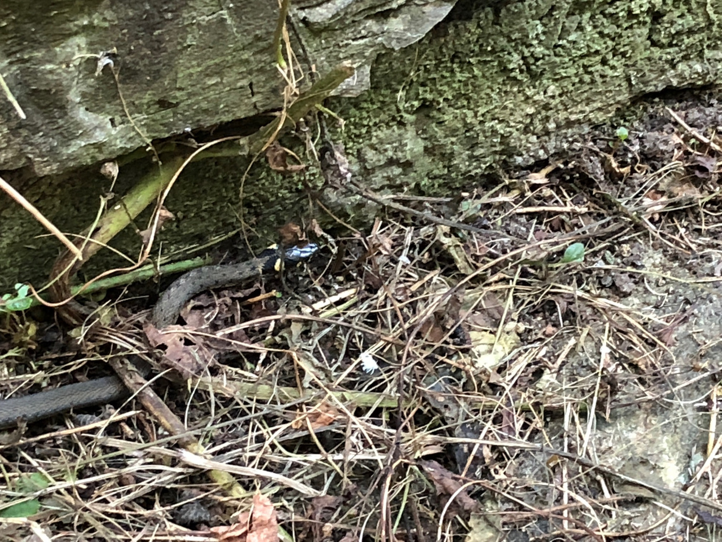  junge Ringelnatter im Garten 