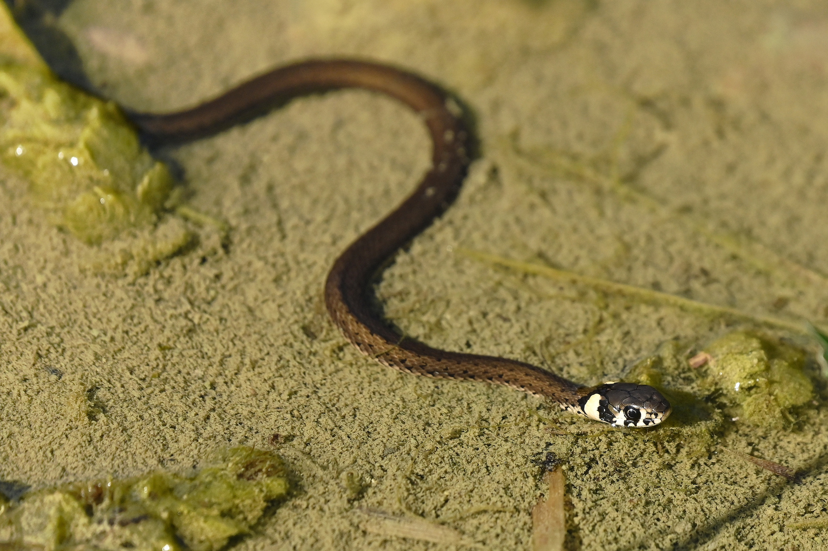 Junge Ringelnatter in den Lechauen Foto & Bild tiere, wildlife