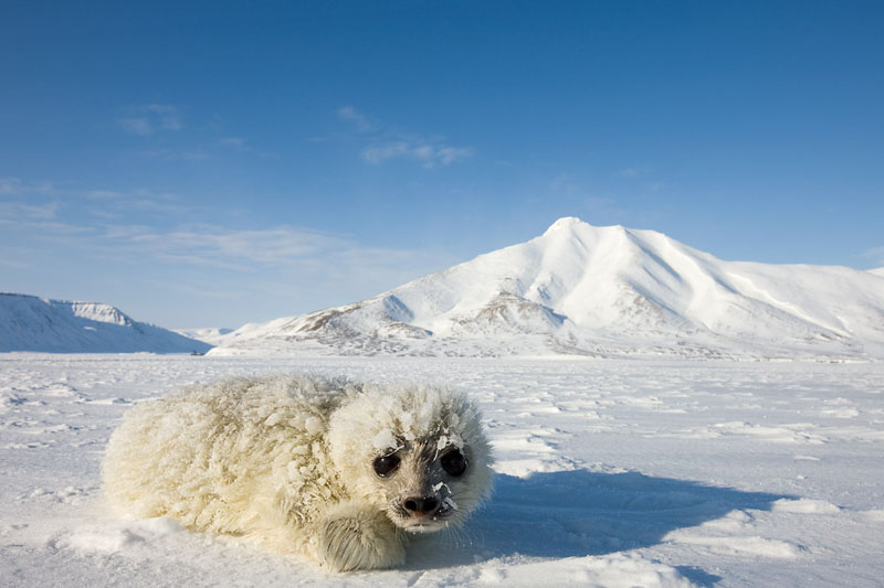 Junge Ringelrobbe, Ringed-seal pup, Svalbard