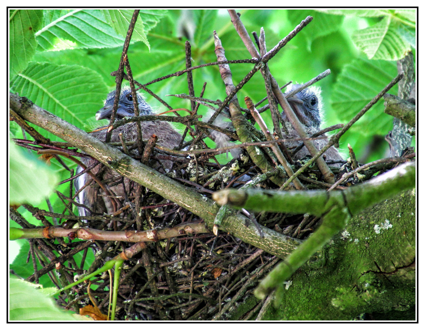 Junge Ringeltauben im Nest