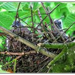 Junge Ringeltauben im Nest
