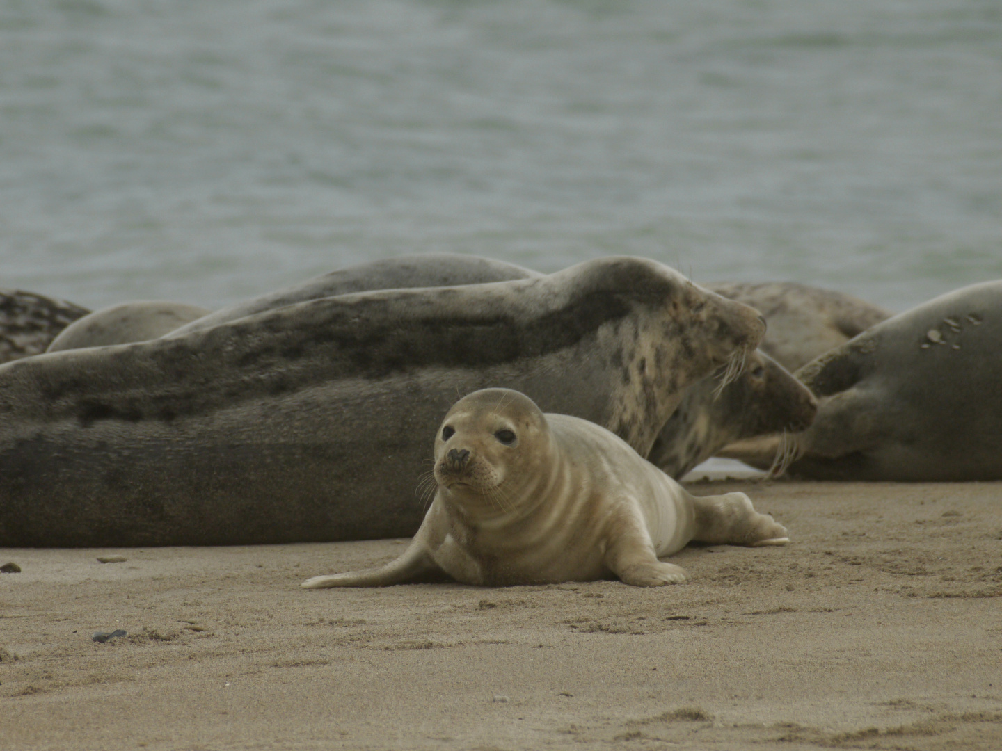 Junge Robbe auf Helgoland(Düne)