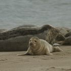 Junge Robbe auf Helgoland(Düne)
