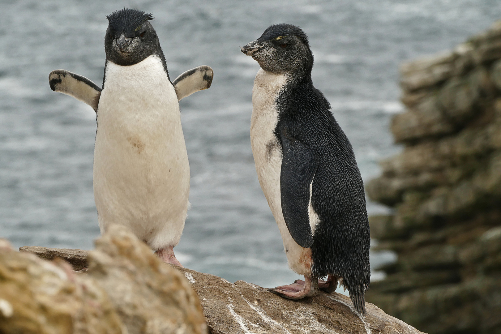 Junge Rock Hopper Pinguine