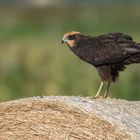 junge Rohrweihe (Circus aeruginosus) ....