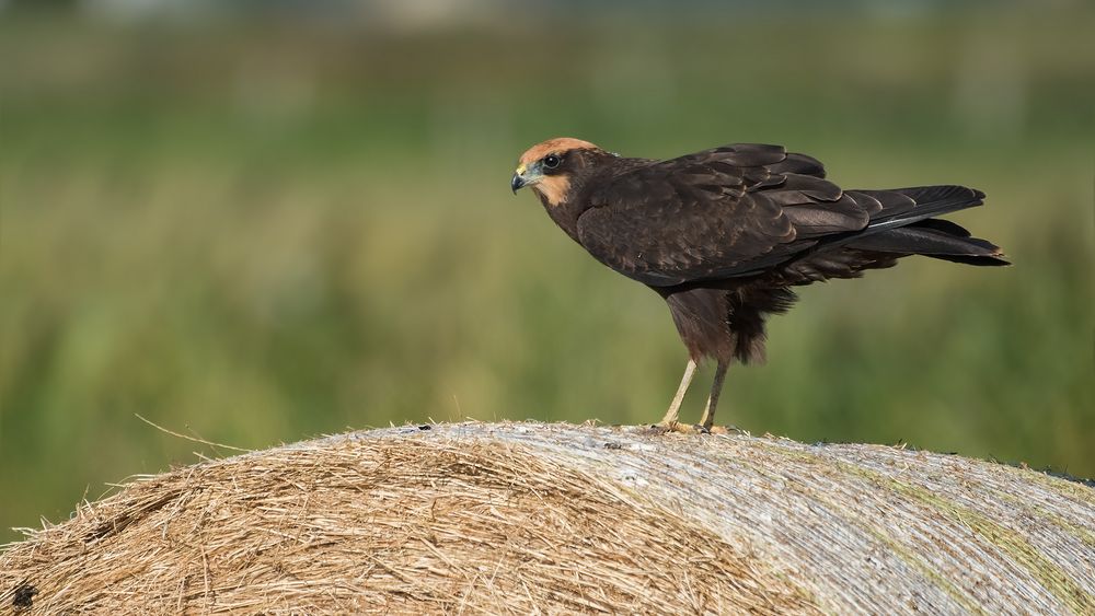 junge Rohrweihe (Circus aeruginosus) ....