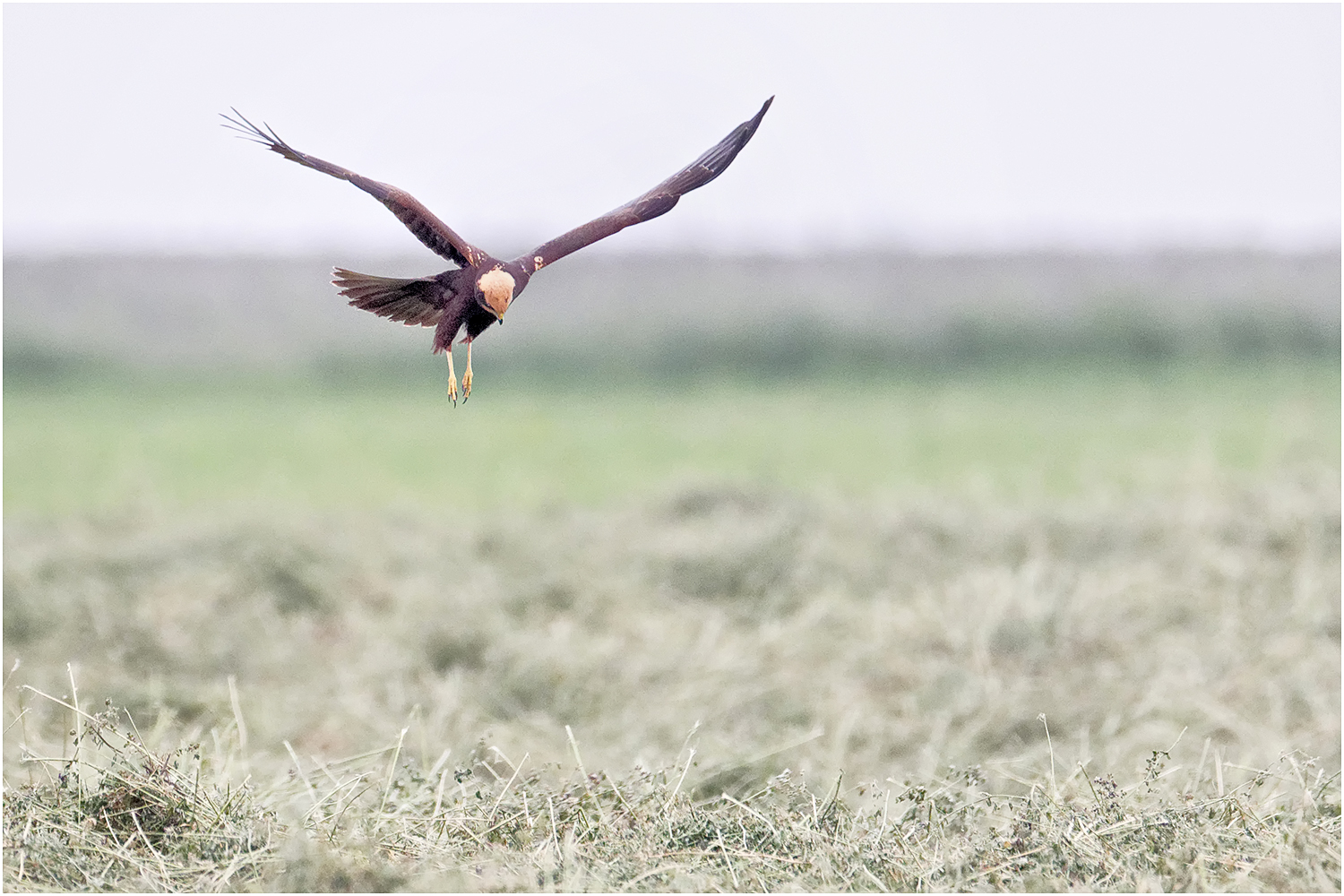 Junge Rohrweihe (Circus aeruginosus)