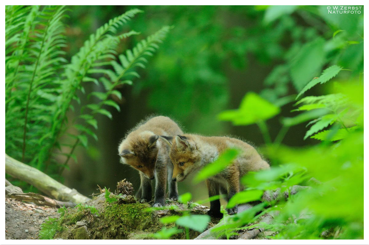 - Junge Rotfüchse - ( Vulpes vulpes )