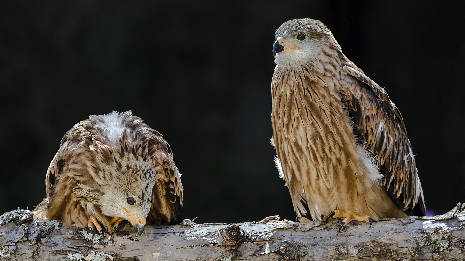 JUNGE ROTMILANE Foto & Bild deutschland, europe, hessen Bilder auf