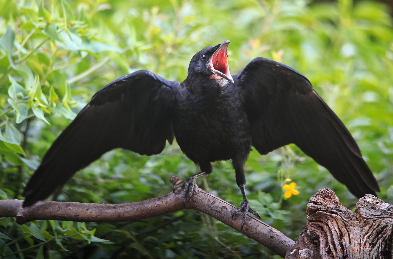 junge Saatkrähe Corvus frugilegus