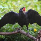 junge Saatkrähe Corvus frugilegus