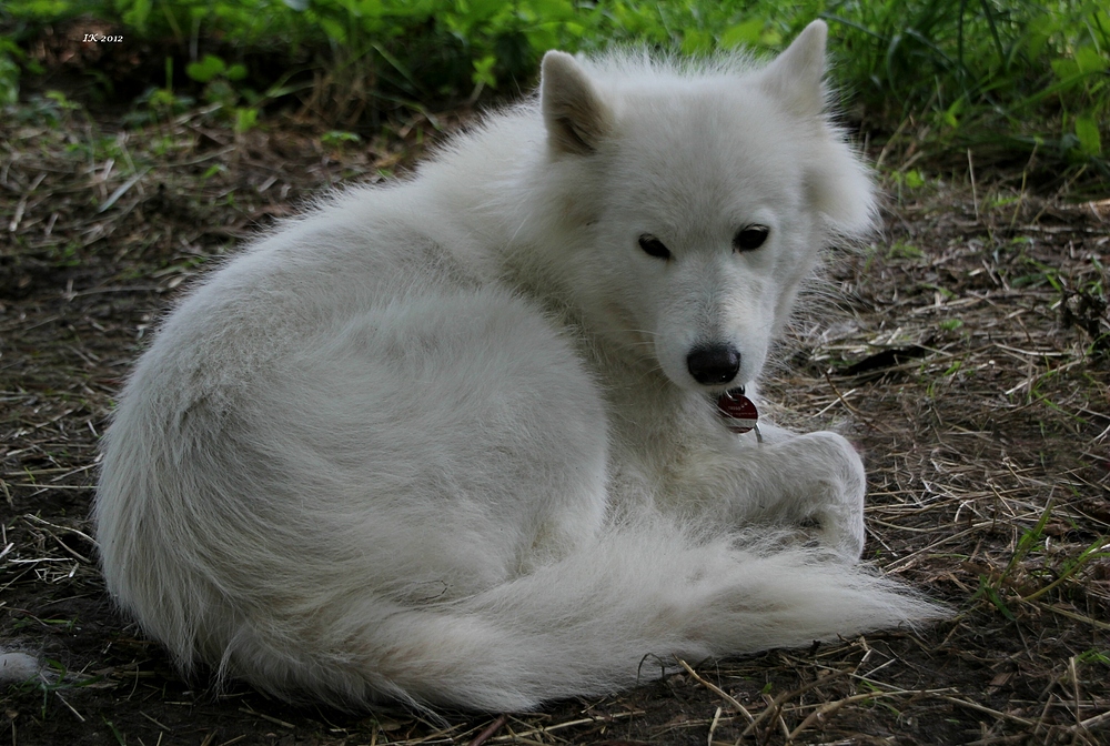 Junge Samojedendame