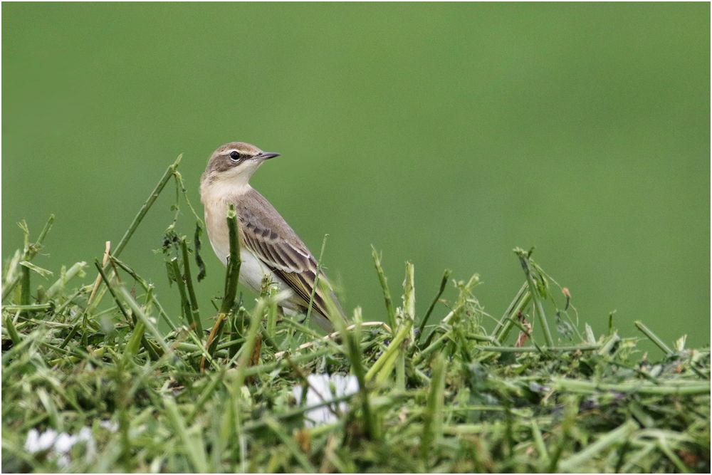 Junge Schafstelze (Motacilla flava)