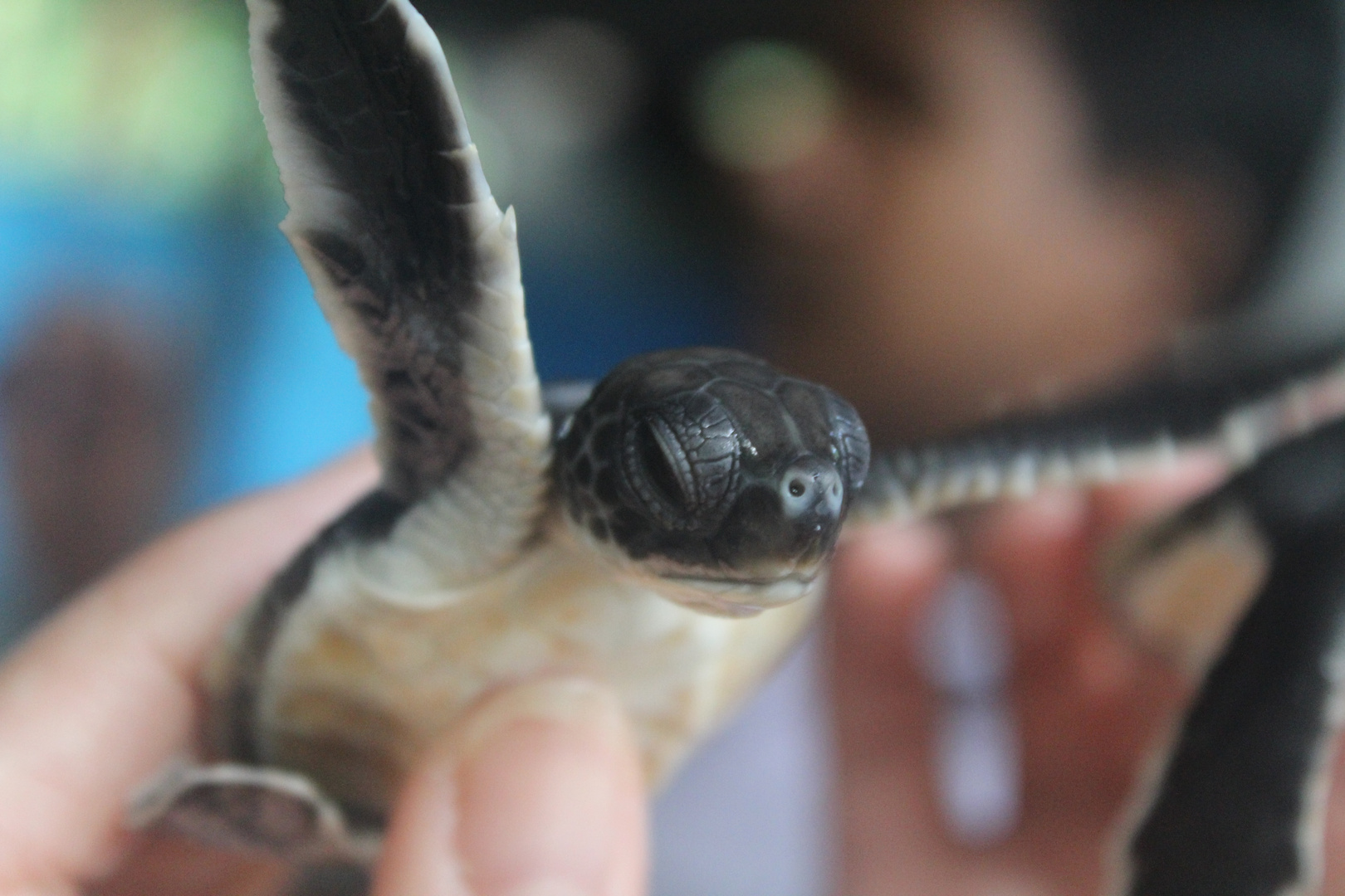 Junge Schildkröte