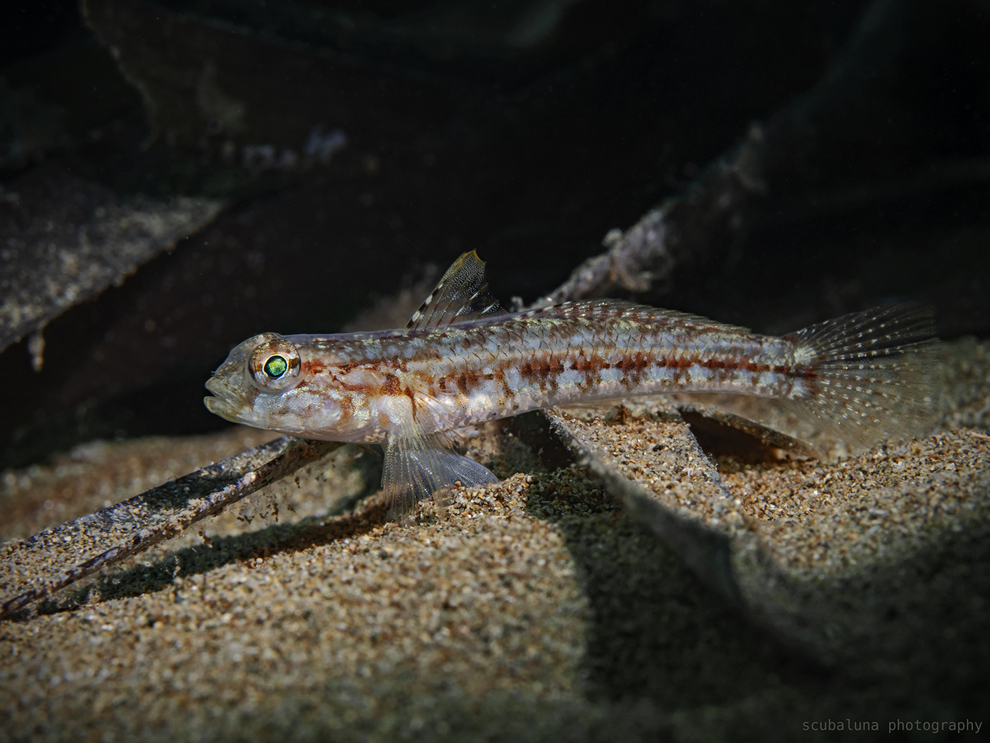 Junge Schlankgrundel (Gobius geniporus)