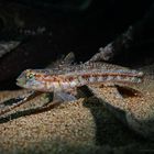 Junge Schlankgrundel (Gobius geniporus)