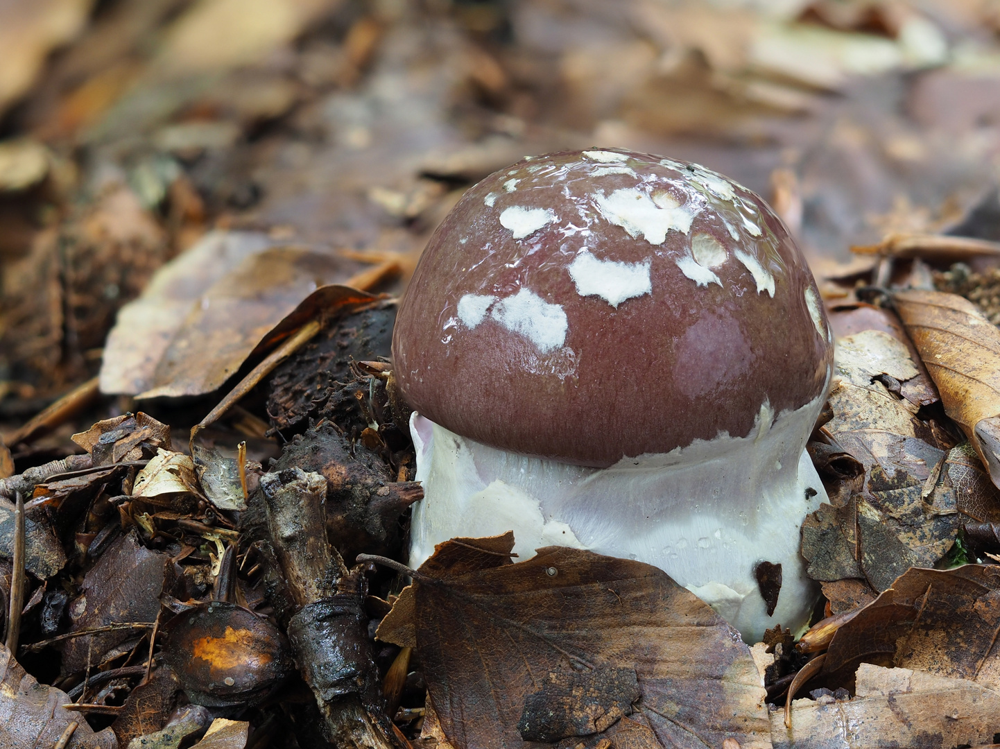 Junge Schleiereule - Cortinarius praestans 