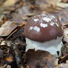 Junge Schleiereule - Cortinarius praestans 