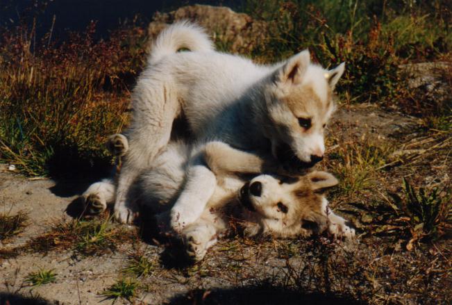 Junge Schlittenhunde beim Balgen