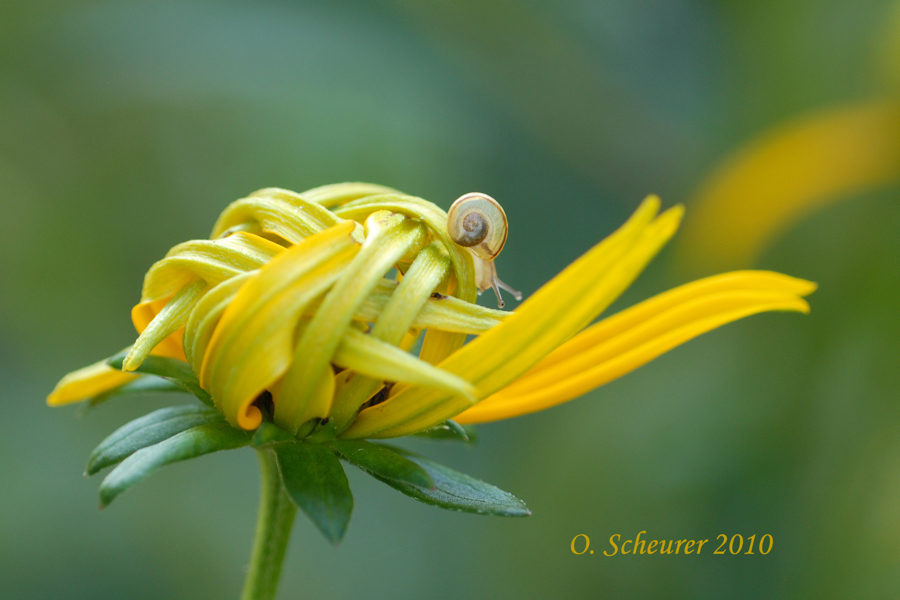 junge Schnecke auf jungem Sonnenhut