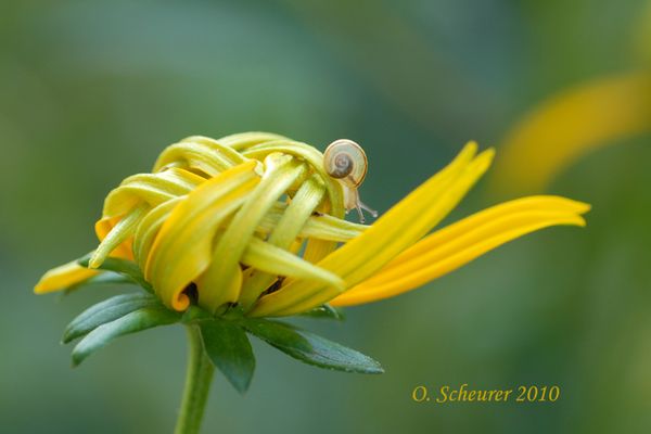 junge Schnecke auf jungem Sonnenhut