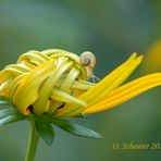 junge Schnecke auf jungem Sonnenhut