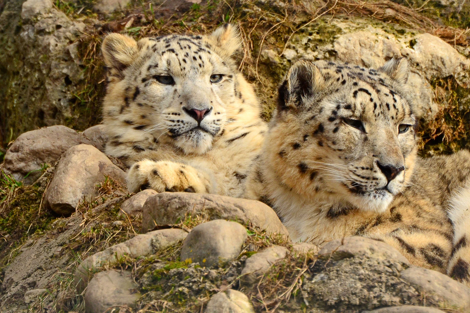 Junge Schneeleoparden II - Zoo Salzburg