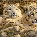 Junge Schneeleoparden II - Zoo Salzburg