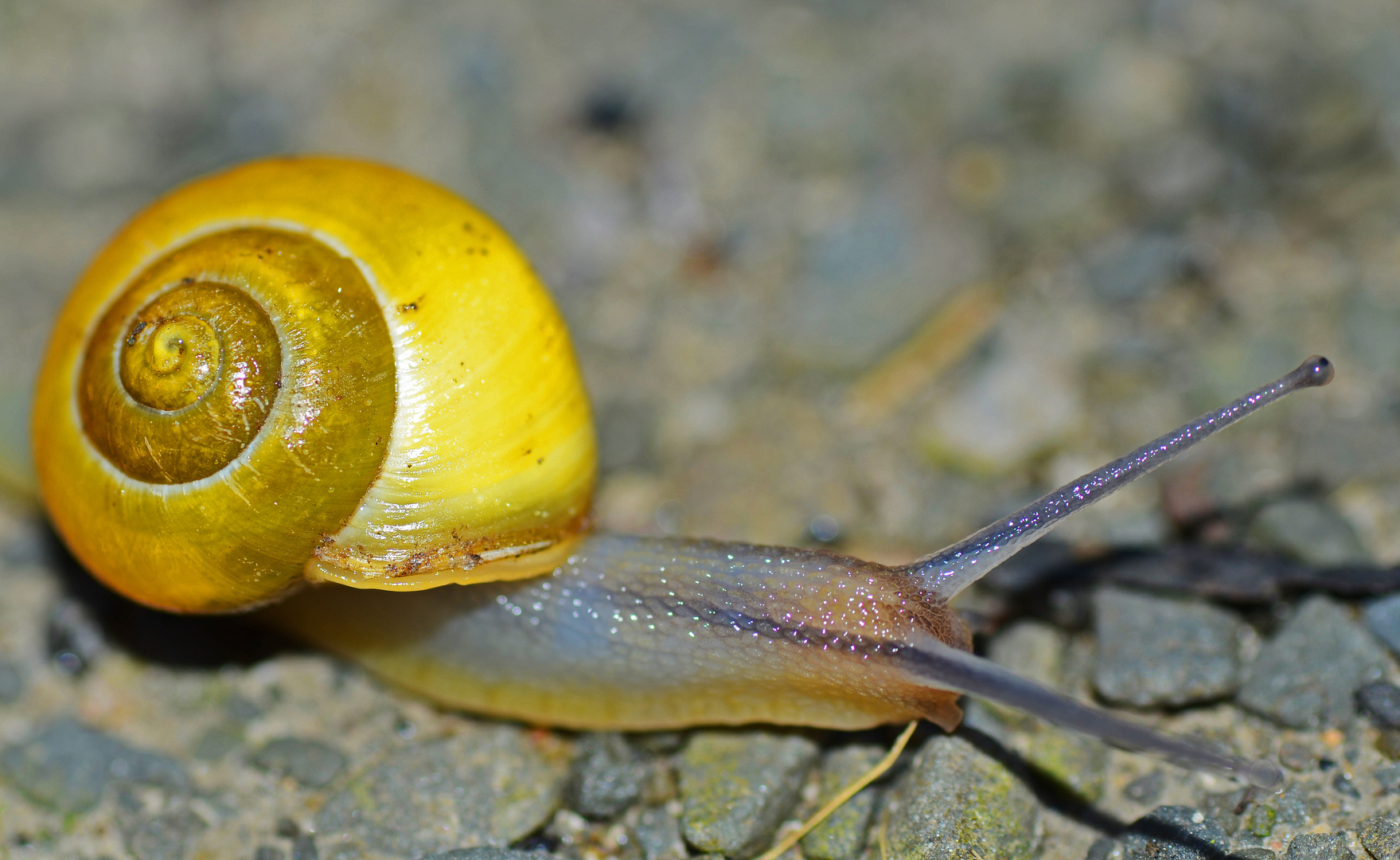 junge Schnirkelschnecke mit gelbem Häuschen