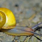 junge Schnirkelschnecke mit gelbem Häuschen