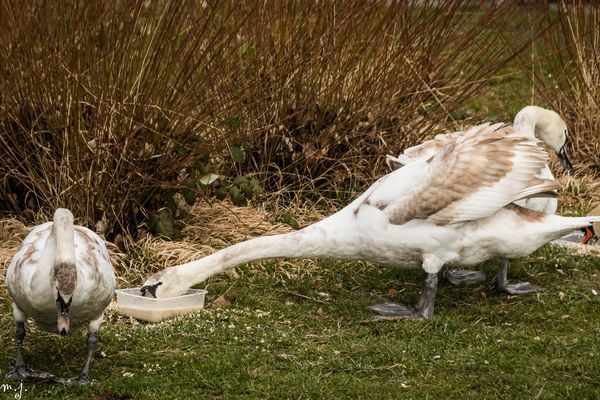 Enten,Gänse,Schwäne & Möwen Bilder & Fotos