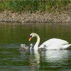 Junge Schwäne am Weserfluss