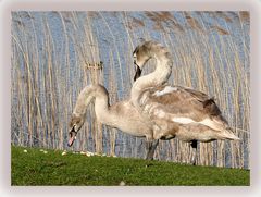 Junge Schwäne im Britzer Garten