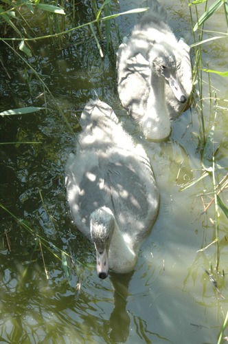 Junge Schwäne im Westküstenpark, St. Peter-Ording