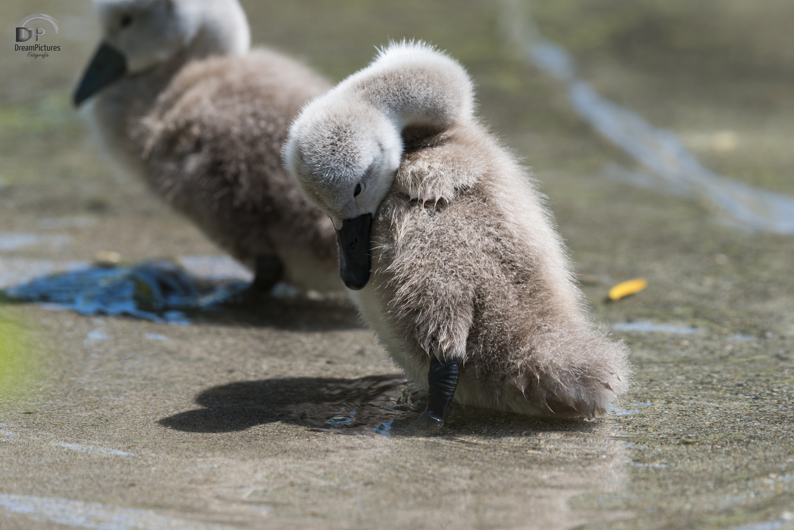 Junge Schwäne und Enten