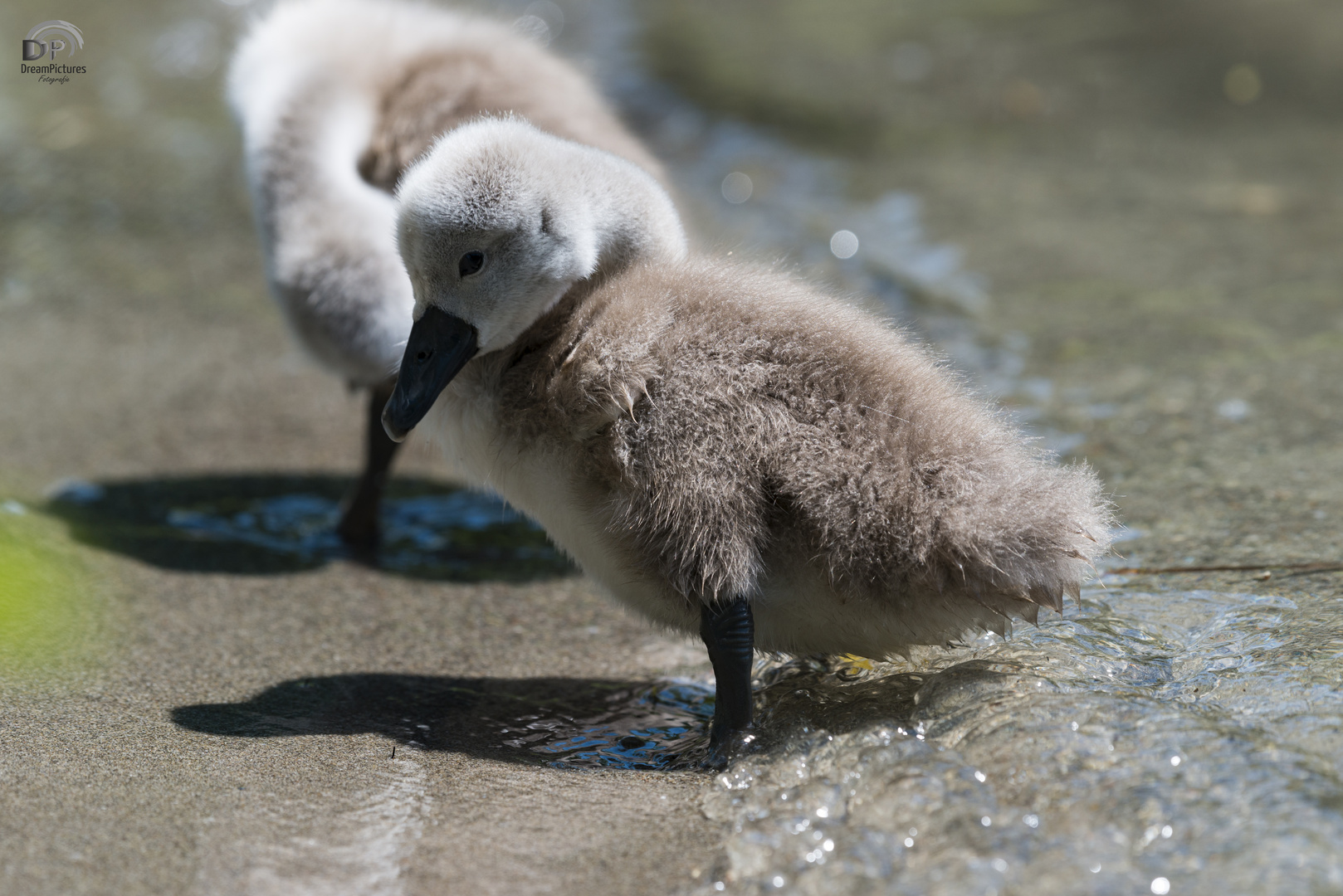 Junge Schwäne und Enten