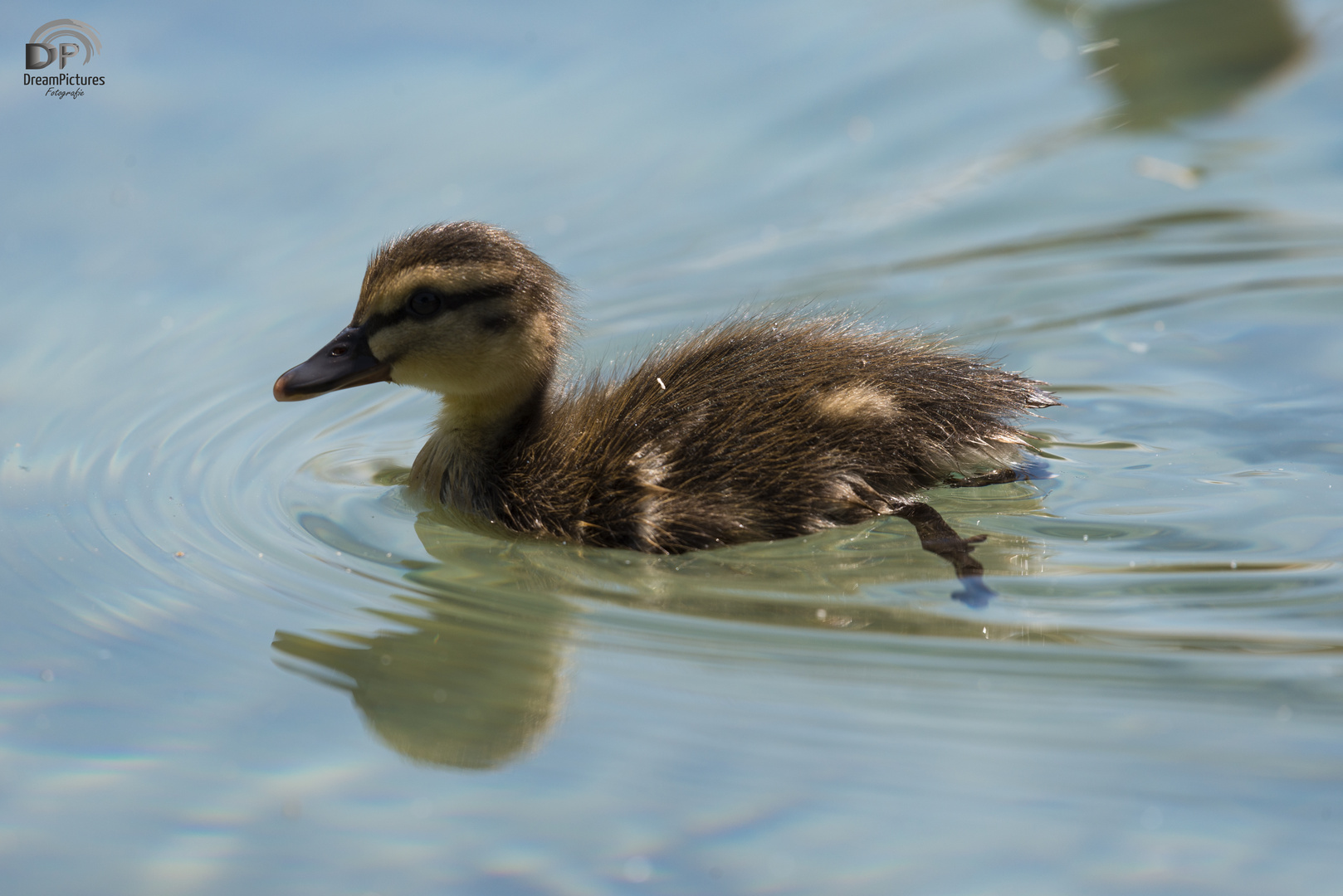 Junge Schwäne und Enten