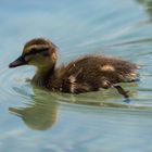 Junge Schwäne und Enten